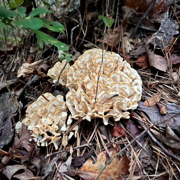 Meet your Posher, Amy - Picture 11 of 16